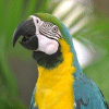 Smiley gratuit oiseau 142015