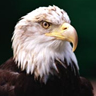 Smiley gratuit oiseau 141996