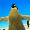 Smiley gratuit oiseau 141915