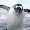 Smiley gratuit oiseau 141763