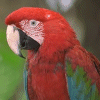 Smiley gratuit oiseau 141770
