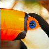 Smiley gratuit oiseau 141761