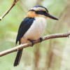 Smiley gratuit oiseau 141986