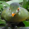 Smiley gratuit oiseau 141754