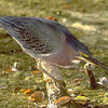 Smiley gratuit oiseau 141752