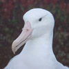 Smiley gratuit oiseau 142038