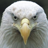 Smiley gratuit oiseau 141708