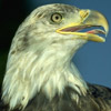 Smiley gratuit oiseau 141804