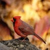 Smiley gratuit oiseau 141734