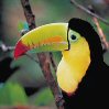 Smiley gratuit oiseau 141717