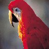 Smiley gratuit oiseau 142018
