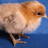 Smiley gratuit oiseau 141777