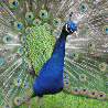 Smiley gratuit oiseau 141739