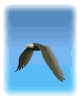 Smiley gratuit oiseau 141992
