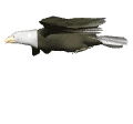 Smiley gratuit oiseau 141766