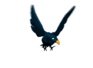 Smiley gratuit oiseau 141751