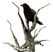 Smiley gratuit oiseau 141999