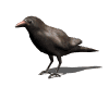 Smiley gratuit oiseau 141972