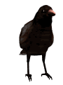 Smiley gratuit oiseau 141738