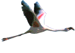 Smiley gratuit oiseau 141829