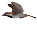 Smiley gratuit oiseau 141799