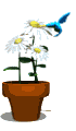 Smiley gratuit oiseau 141906