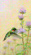Smiley gratuit oiseau 141877