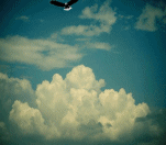 Smiley gratuit oiseau 141977
