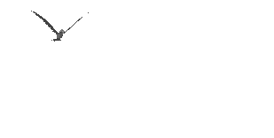 oiseaux-296.gif