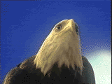 Smiley gratuit oiseau 142025