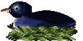 Smiley gratuit oiseau 141721