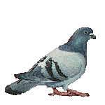 Smiley gratuit oiseau 141798