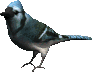 Smiley gratuit oiseau 141756