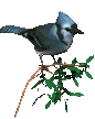 Smiley gratuit oiseau 141876
