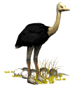 Smiley gratuit oiseau 141936