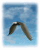 Smiley gratuit oiseau 141874