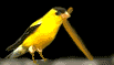 Smiley gratuit oiseau 141729