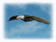 Smiley gratuit oiseau 141820