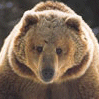 bear emoticon No142136