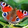 Libre smiley mariposa 155699