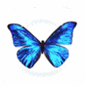 Libre smiley mariposa 155698