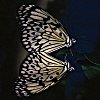 Libre smiley mariposa 155701