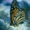 Libre smiley mariposa 155710