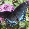 Smiley gratuit papillon 155702