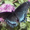 Libre smiley mariposa 155702