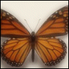 Smiley gratuit papillon n155709