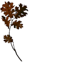 Smiley gratuit plante 184897