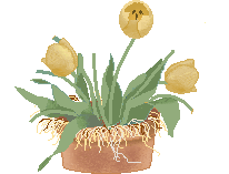 Smiley gratuit plante 184857