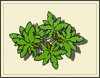 plants Smiley No 132974