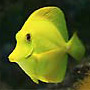 Libre smiley pescado 138918